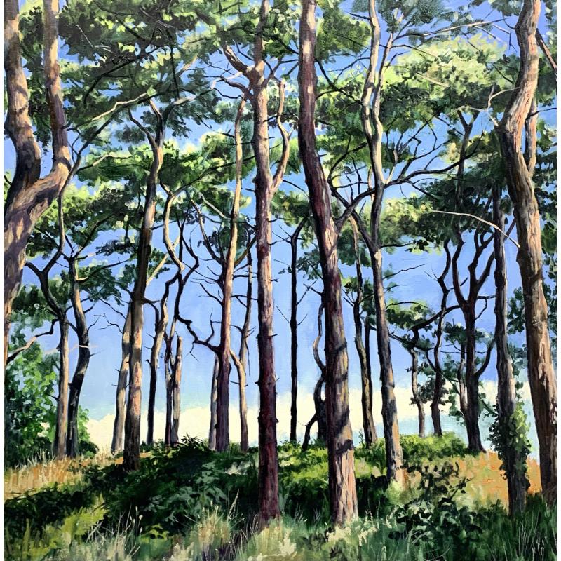 Scotts Pine