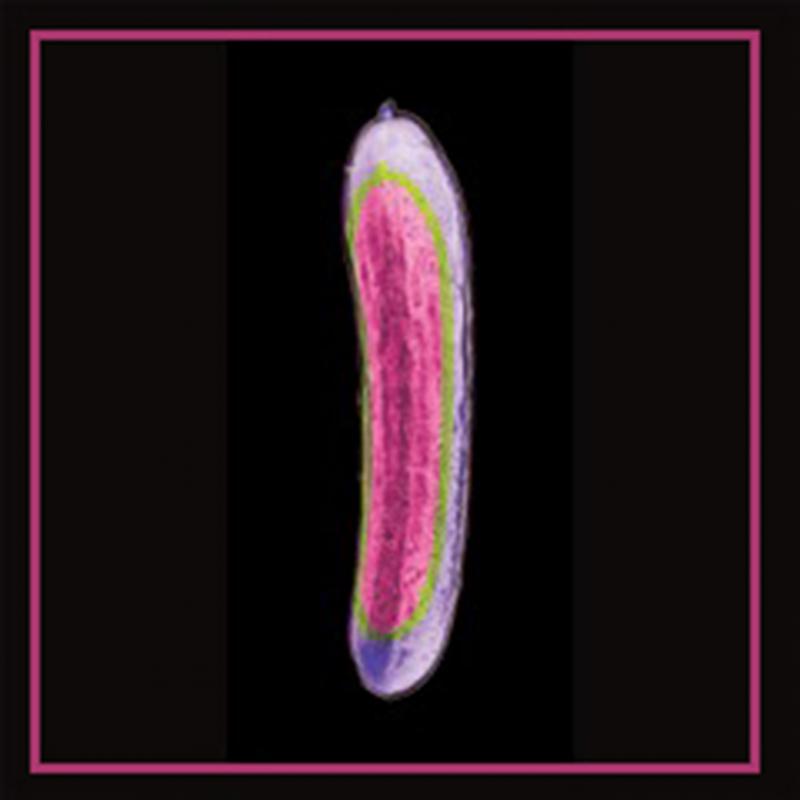 Cucumber